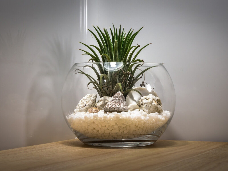 An open terrarium sits in the corner of a desk.